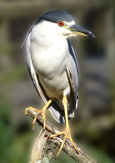 Black Crowned Night Heron